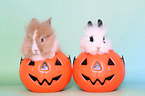 young lion-headed rabbits