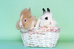 young lion-headed rabbits