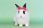 young lion-headed rabbit