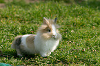 lion-headed rabbit