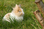 lion-headed rabbit