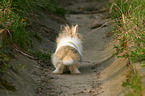lion-headed rabbit