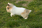 lion-headed rabbit