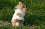 lion-headed rabbit
