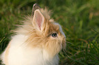 lion-headed rabbit
