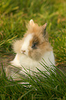 lion-headed rabbit
