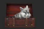 lion-headed rabbit