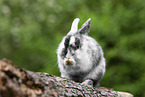 lion-headed rabbit