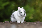 lion-headed rabbit