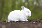 lion-headed rabbit