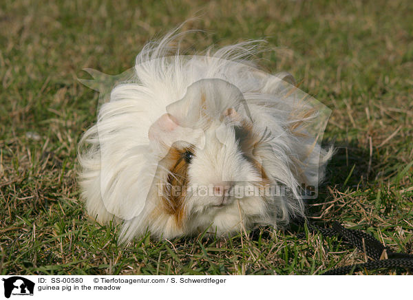 Meerschweinchen auf Wiese / guinea pig in the meadow / SS-00580