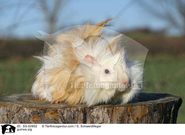 Meerschweinchen / guinea pig / SS-00892