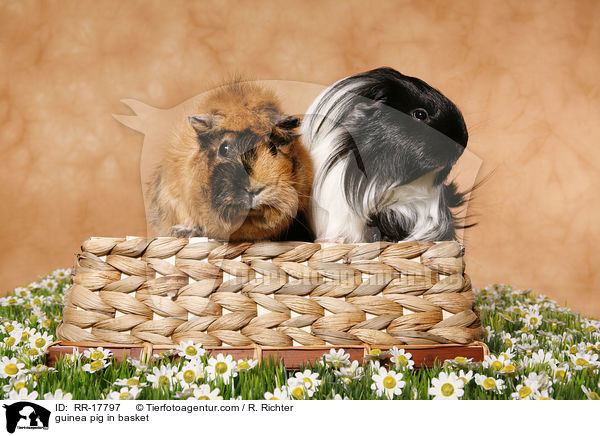 Meerschweinchen im Krbchen / guinea pig in basket / RR-17797