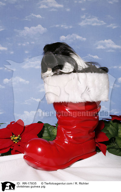 Weihnachtsmeerschweinchen / christmas guinea pig / RR-17835