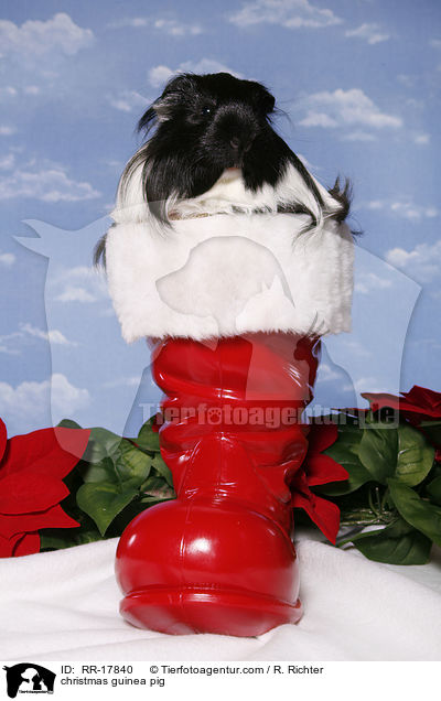 Weihnachtsmeerschweinchen / christmas guinea pig / RR-17840