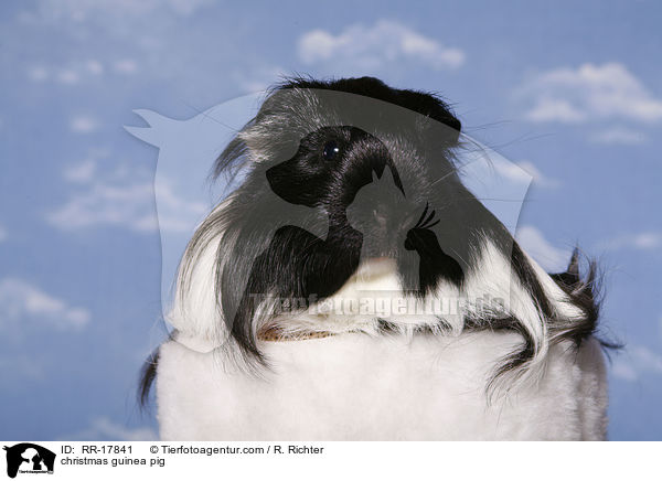 Weihnachtsmeerschweinchen / christmas guinea pig / RR-17841