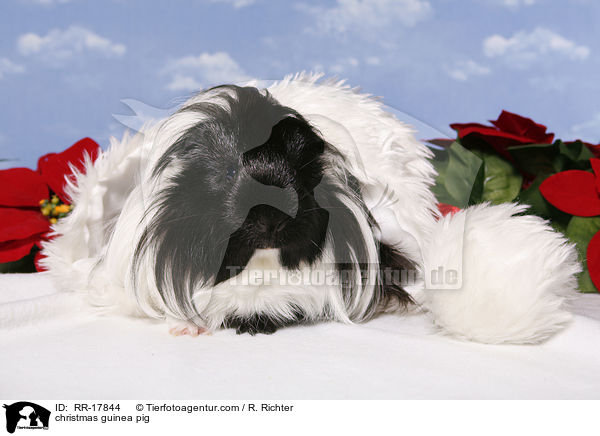 christmas guinea pig / RR-17844