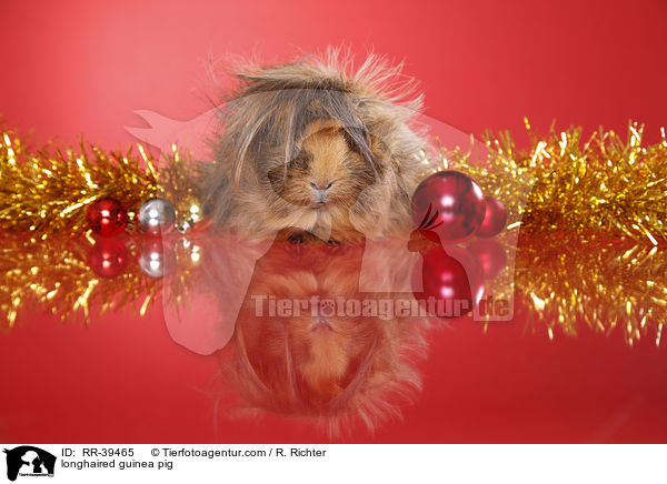 Langhaarmeerschweinchen / longhaired guinea pig / RR-39465