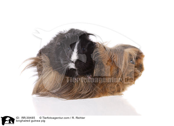 Langhaarmeerschweinchen / longhaired guinea pig / RR-39485