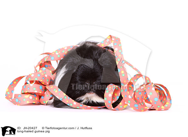 Langhaarmeerschwein / long-haired guinea pig / JH-20427
