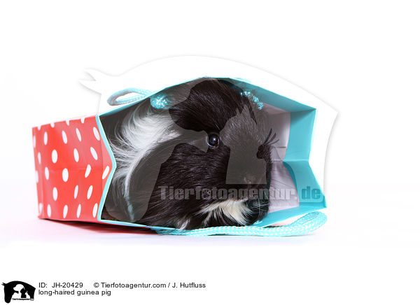 Langhaarmeerschwein / long-haired guinea pig / JH-20429