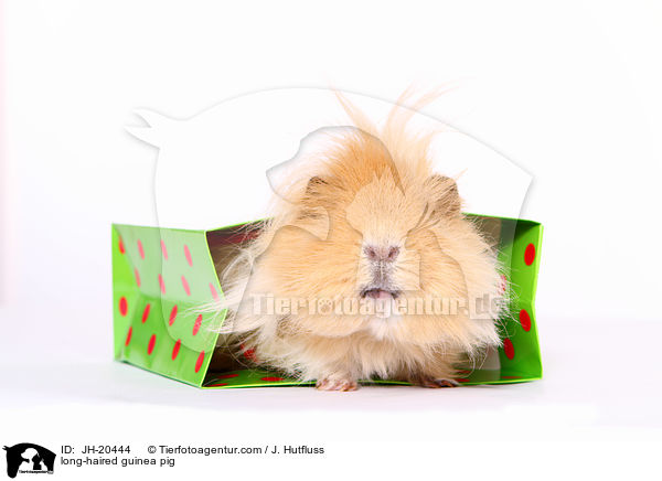 Langhaarmeerschwein / long-haired guinea pig / JH-20444