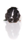 longhaired guinea pig