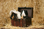 2 guinea pigs