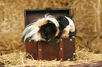 2 guinea pigs
