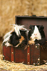 2 guinea pigs