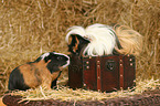 2 guinea pigs