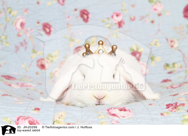 Widderkaninchen / lop-eared rabbit / JH-20299