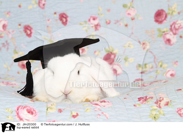 Widderkaninchen / lop-eared rabbit / JH-20300