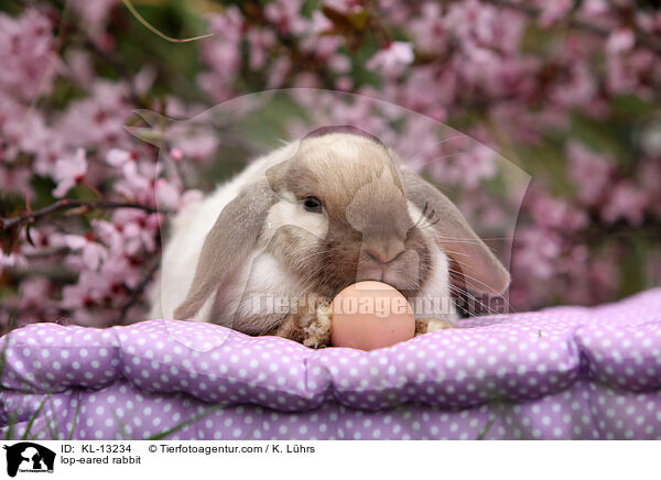 Widderkaninchen / lop-eared rabbit / KL-13234