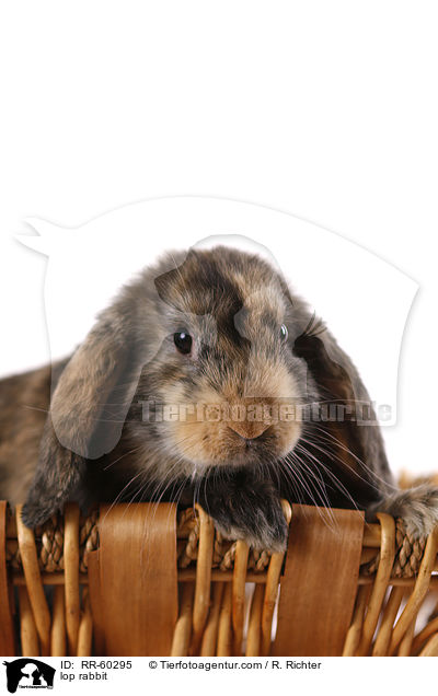 Widderkaninchen / lop rabbit / RR-60295