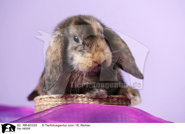 Widderkaninchen / lop rabbit / RR-60320