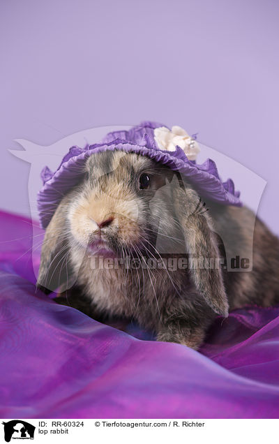 Widderkaninchen / lop rabbit / RR-60324