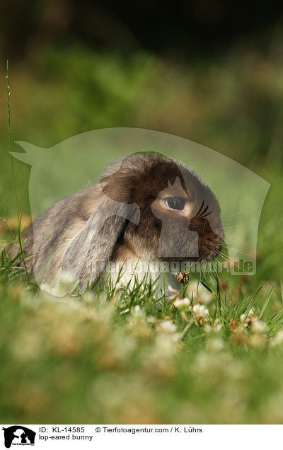Widder / lop-eared bunny / KL-14585