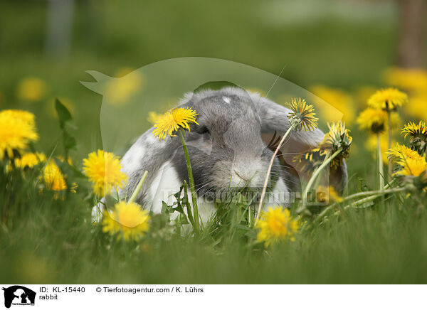 Widder / rabbit / KL-15440