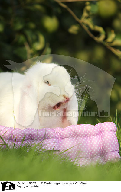 Widderkaninchen / floppy ear rabbit / KL-15927