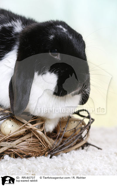 Widder Kaninchen / lop-eared rabbit / RR-80707