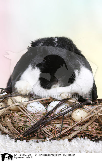 Widder Kaninchen / lop-eared rabbit / RR-80708