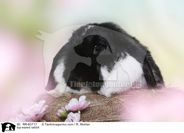 Widder Kaninchen / lop-eared rabbit / RR-80717