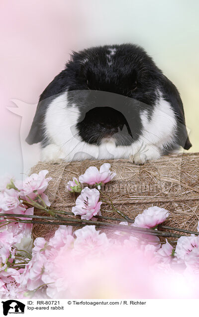 Widder Kaninchen / lop-eared rabbit / RR-80721
