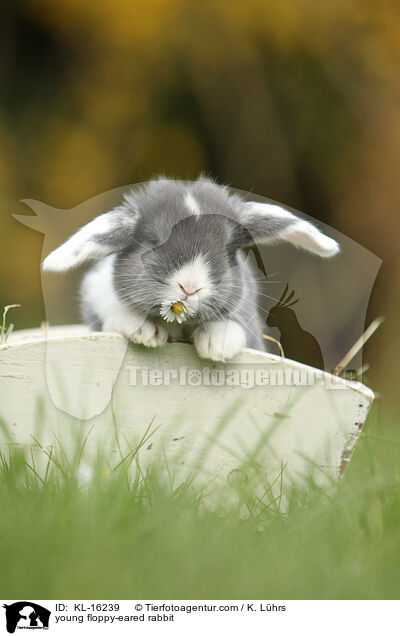 junges Widderkaninchen / young floppy-eared rabbit / KL-16239
