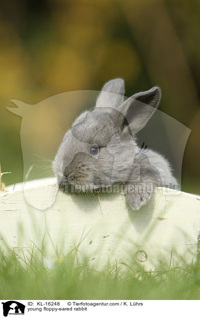 junges Widderkaninchen / young floppy-eared rabbit / KL-16248