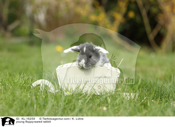 junges Widderkaninchen / young floppy-eared rabbit / KL-16259