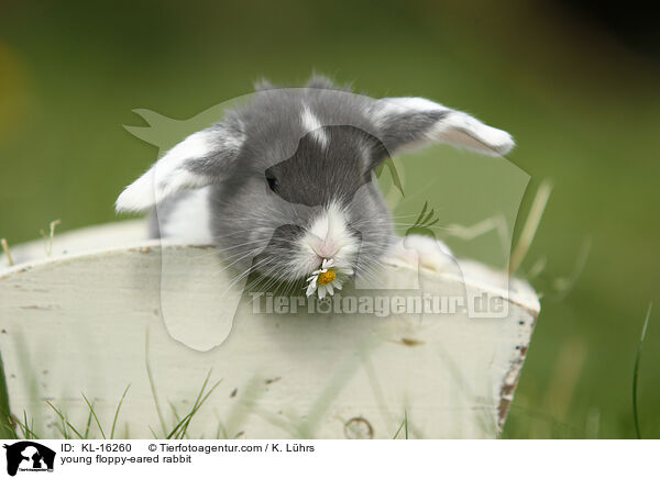 junges Widderkaninchen / young floppy-eared rabbit / KL-16260