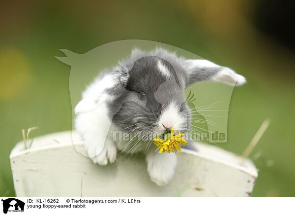 junges Widderkaninchen / young floppy-eared rabbit / KL-16262
