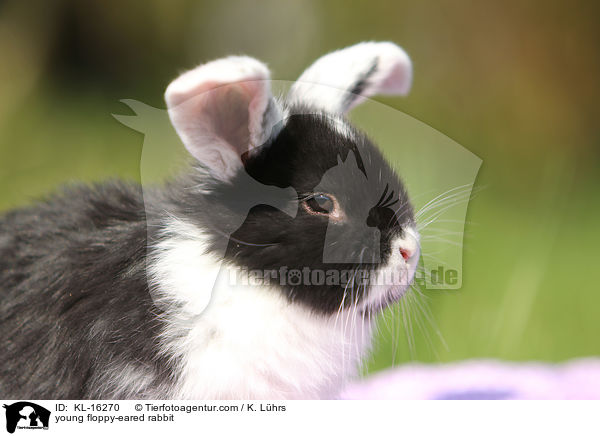 junges Widderkaninchen / young floppy-eared rabbit / KL-16270